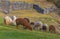 Llamas and Alpacas in Sacsayhuaman, Cusco, Peru