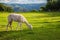 Llamas and alpacas at Sacsayhuaman, incas ruins in the peruvian Andes, Cusco, Peru