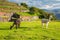 Llamas and alpacas at Sacsayhuaman, incas ruins in the peruvian Andes, Cusco, Peru