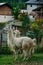 llamas in alpine village, dolomites, italy