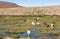 Llamas on an amazing lake nature landscape in South America