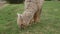 Llamas in Andes,Mountains, Peru