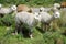 Llamas in the Arequipa Region