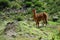 Llamas in the Arequipa Region