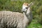 Llamas in the Arequipa Region