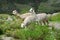 Llamas in the Arequipa Region