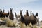 Llamas around the bolivian salt desert, Salar de Uyuni, Bolivia