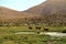 Llamas in Atacama Desert, Chile - March of 2016