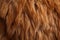 Llamas brown fur in exquisite close up, showcasing its natural beauty