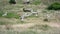 Llamas in Cajas National Park