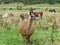 Llamas in Cajas National park, Ecuador