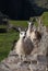 Llamas climbing Manchu Picchu steps