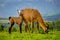 Llamas on Cochasqui piramids, baby mother, Ecuador