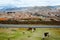 Llamas in Cuzco City