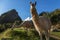 Llamas eating grass on the meadow with Wayna Picchu mountain in