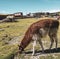 Llamas in a field of salar de uyuni in Bolivia