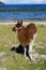 Llamas in a field of salar de uyuni in Bolivia