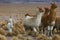 Llamas, focus on the kid, very shallow DOF