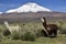 Llamas in front of snow covered vulcano on andean altiplano landscape in Sajama National Park, Bolivia