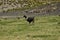 Llamas in front of snow covered vulcano on andean altiplano landscape in Sajama National Park, Bolivia