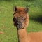 Llamas in Gehege national park