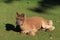 Llamas in Gehege national park