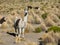 Llamas graze through marshlands of the Bolivian altiplano near t