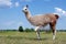 Llamas graze in the meadow. graceful llamas on the field. llamas on the farm