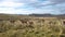 Llamas graze in nature, patagonia, chile. Wild llamas on a background of mountains in Patagonia, Chile