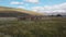 Llamas graze in nature, patagonia, chile. Wild llamas on a background of mountains in Patagonia, Chile