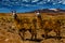 Llamas grazing in the Andean uplands