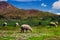 Llamas grazing on pasture at the Peruvian Andes