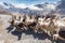 Llamas herd carrying heavy load, Bolivia mountains.