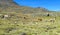 Llamas herd on mountain meadow