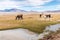 Llamas herd wild animals Bolivia mountains.