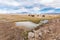 Llamas herd wild animals Bolivia mountains.