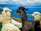 Llamas in the Isla del sol - Bolivia (Island of the sun)