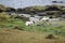 Llamas by the lagoon in the Antisana Ecological Reserve