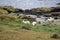 Llamas by the lagoon in the Antisana Ecological Reserve