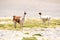 Llamas in Laguna Salar de Aguas Calientes, San Pedro de Atacama