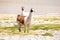 Llamas in Laguna Salar de Aguas Calientes, San Pedro de Atacama