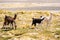 Llamas in Laguna Salar de Aguas Calientes, San Pedro de Atacama