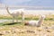 Llamas in Laguna Salar de Aguas Calientes, San Pedro de Atacama