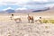 Llamas in Laguna Salar de Aguas Calientes, San Pedro de Atacama