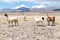 Llamas in Laguna Salar de Aguas Calientes, San Pedro de Atacama