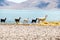 Llamas in Laguna Salar de Aguas Calientes, San Pedro de Atacama