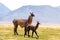 Llamas in Laguna Salar de Aguas Calientes, San Pedro de Atacama