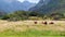 Llamas lamas grazing at the grassy valley, Ecuador