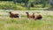 Llamas lamas grazing at the grassy valley, Ecuador