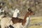 Llamas in Lauca National Park, Chile